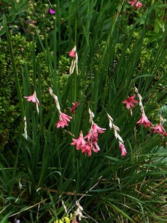 Dierama igneum
