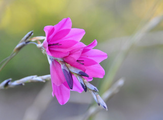Dierama pulcherrimum : fleurs