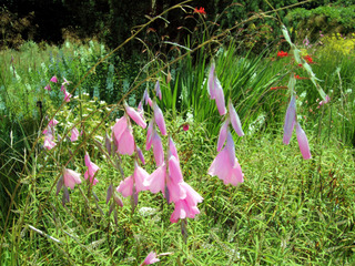 Dierama pulcherrimum dans un massif