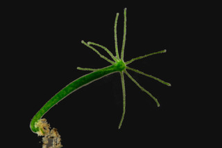 Hydre verte, Hydra viridissima