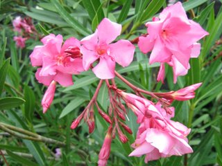 Fleurs de laurier rose