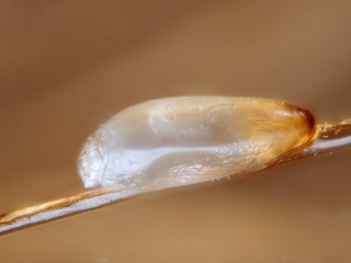 Lente fixée à un cheveu