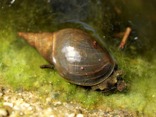 Limnée (Limnaea stagnalis)