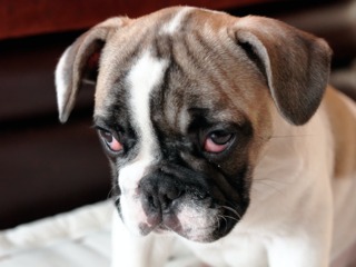 Chien attentif