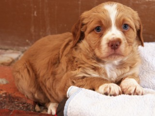 Chiot couché
