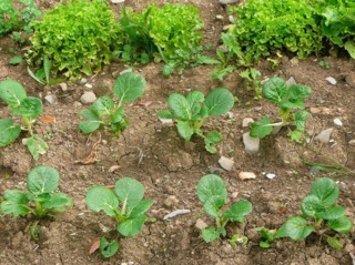 Jeunes plants de chou chinois (Pak Choï)