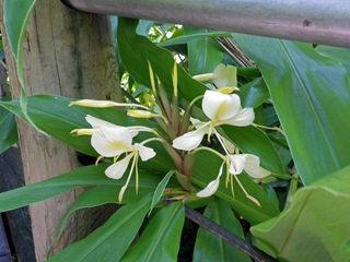 Gingembre blanc, Hedychium coronarium