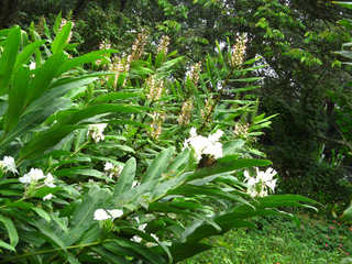 Gingembre blanc, Hedychium coronarium (premier plan)