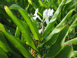Hedychium coronarium : fleurs et feuillage