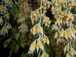 Pterostyrax hispida : fruits