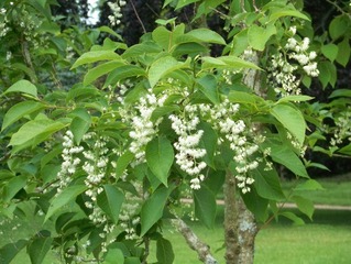 Pterostyrax hispidus