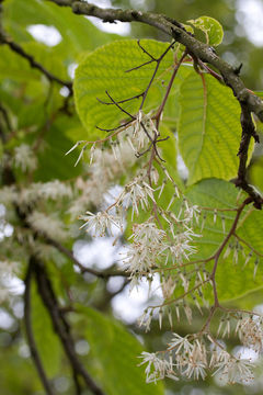 Pterostyrax psilophyllus