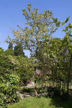 Pterostyrax corymbosus