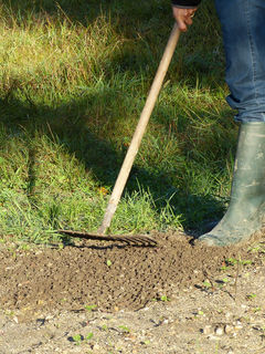 Ratissage des mauvaises herbes (faux semis)