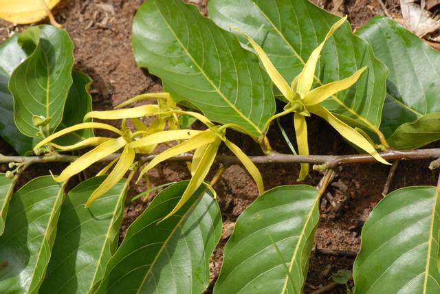 Ylang Ylang Propri T S Sant Bien Tre Et Beaut De Cette Huile