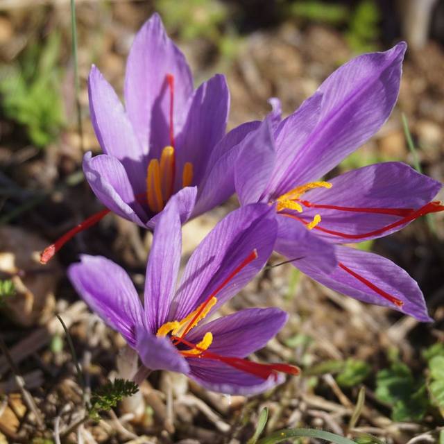 Crocus à safran Crocus sativus Pixabay fleurs