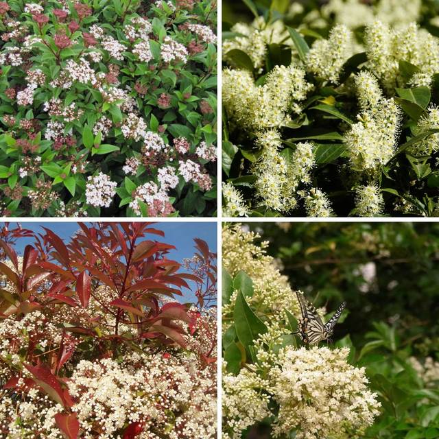 Kit de haie persistante à croissance rapide photinia laurier cerise