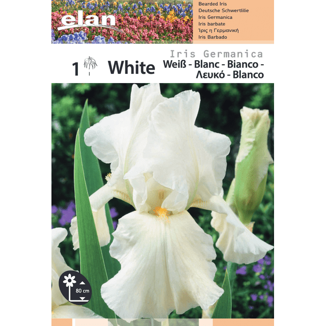 Iris Germanica Blanc Le Rhizome Filet