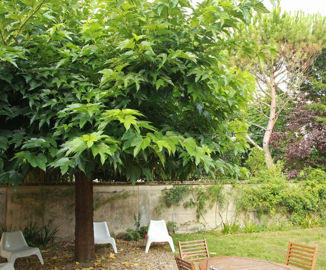 Comment tailler un mûrier platane en parasol