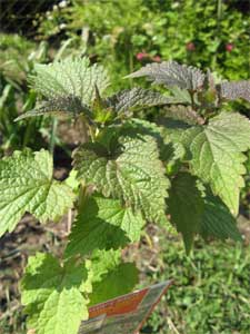 semoirs à
graines agastache feuilles