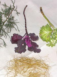 chou, fil doré et branche de sapinette