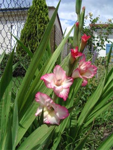 Glaieul Un Bulbe à Fleurs Pour Les Bouquets Dété