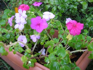graines d'annuelles pour semis Impatiens en jardinière