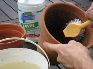 graines d'annuelles pour semis sachet de graines d'eschscholtzia
