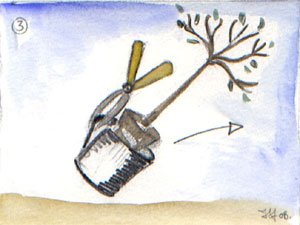 Extraction de l'arbuste de son conteneur