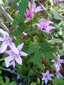 Clématite 'Hagley hybrid'