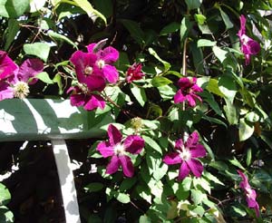 Clématite 'Rouge cardinal'