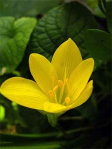 colchique jaune