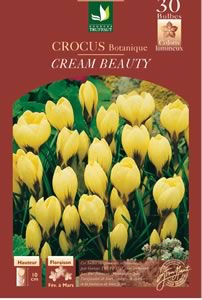 Crocus botanique 'Cream beauty' - D.R. Truffaut