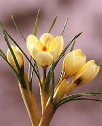 Crocus Cream Beauty