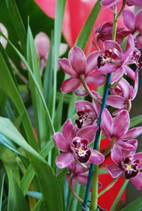 Cymbidium D.R.