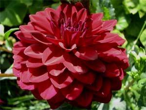 Dahlia arabian night - D.R.