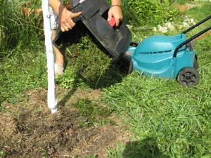 tonte de gazon au pied des tomates tonte de gazon au pied des tomates