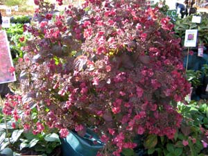 Hydrangea serrata 'Santiago'