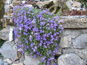 Plante dans un muret