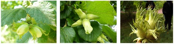 Noisettes avellana, maxima, colurna