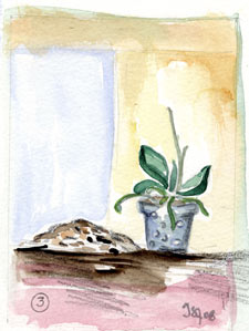 rempotage du phalaenopsis