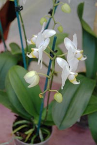 Phalaenopsis - D.R.
