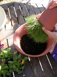 Les plantes, outils et fournitures nécessaires