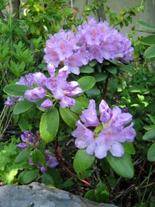 Jardinage En Octobre Rosiers Arbres Arbustes Et Pelouse