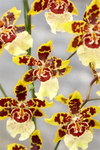 Zygopetalum