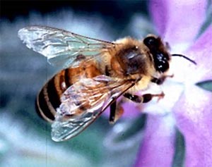 Abeille