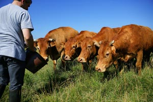 Agriculteur nourissant ses vaches