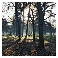Arbres