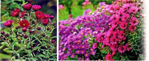 asters