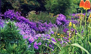 asters